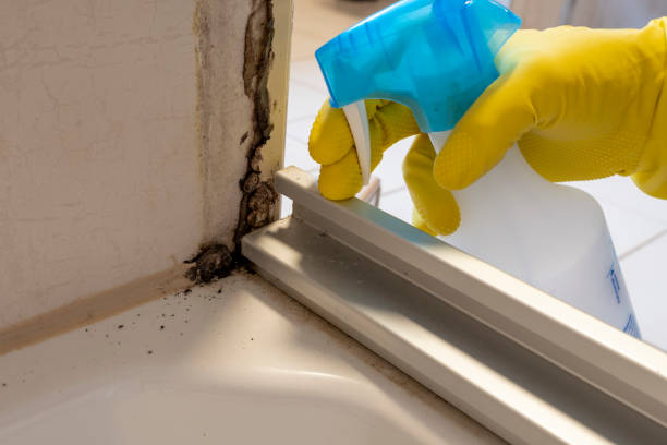 Best Toxic Mold Removal  in Irondale, GA