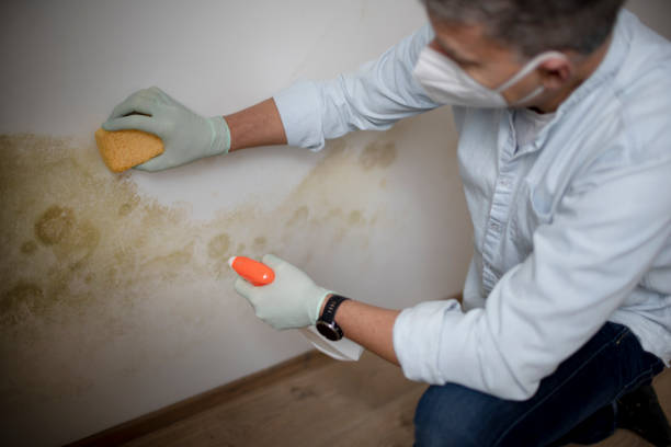 Best Toxic Mold Removal  in Irondale, GA