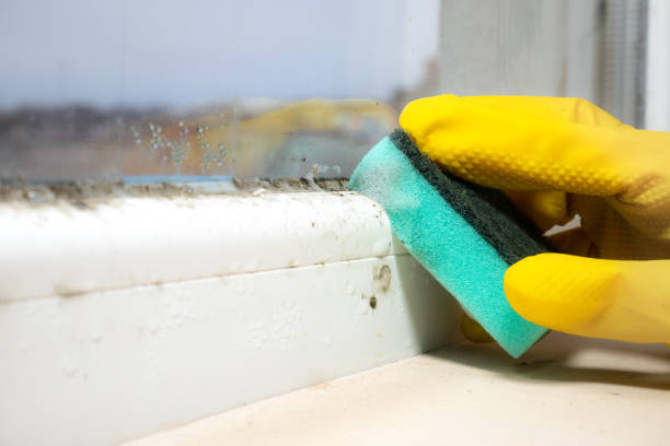 Best Black Mold Removal  in Irondale, GA
